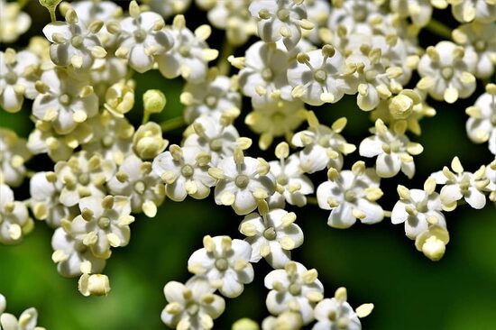 Sabugueiro japonês. Sabugueiro preto. ''Linear''. Sambucus nigra. Sementes de arbusto.